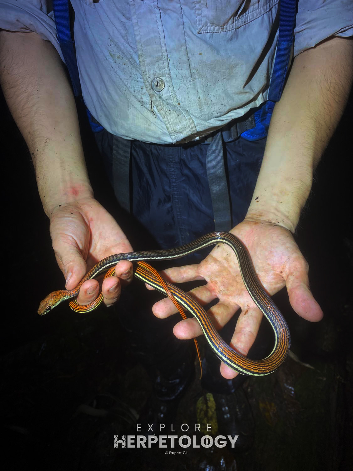 Striped bronzeback (Dendrelaphis caudolineatus)