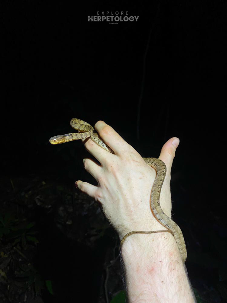 Keeled slug snake (Pareas carinatus)