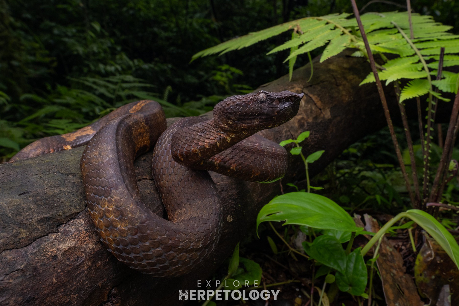Sumatran leaf-nosed pit viper (Craspedocephalus andalasensis)