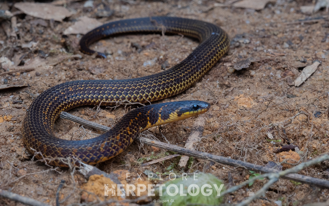 Schulz's reed snake (Macrocalamus schulzi)
