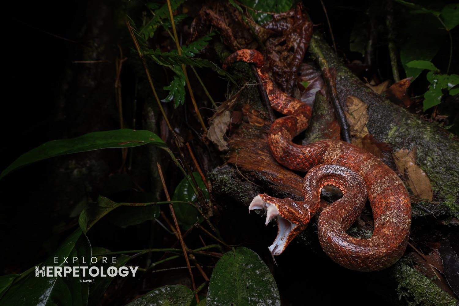 Wirot's pit-viper (Craspedocephalus wiroti) striking