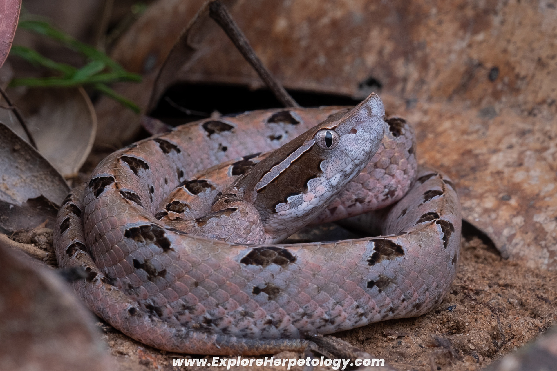 Malayan pit viper (Calloselasma rhodostoma).