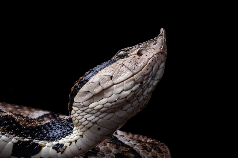 Sharp-nosed Viper (Deinagkistrodon acutes) from China.