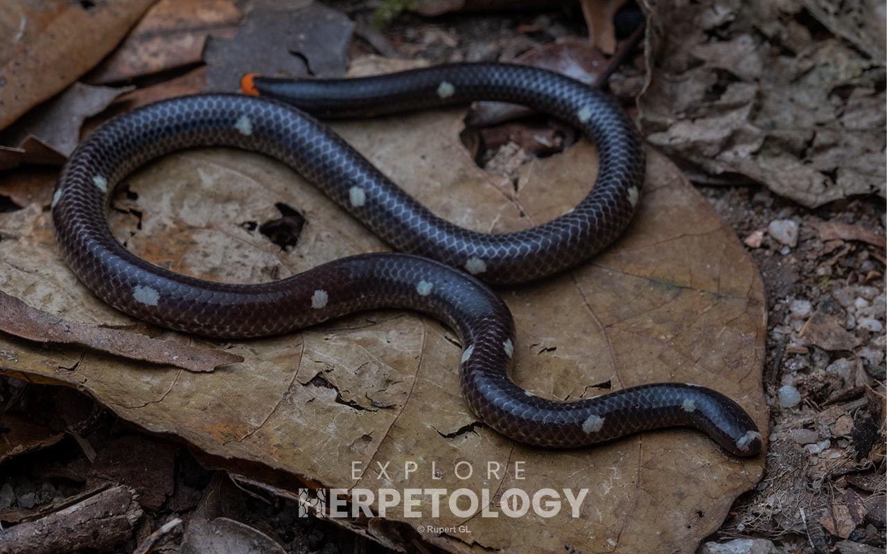 Leonard's dwarf pipe snake (Anomochilus leonardi)