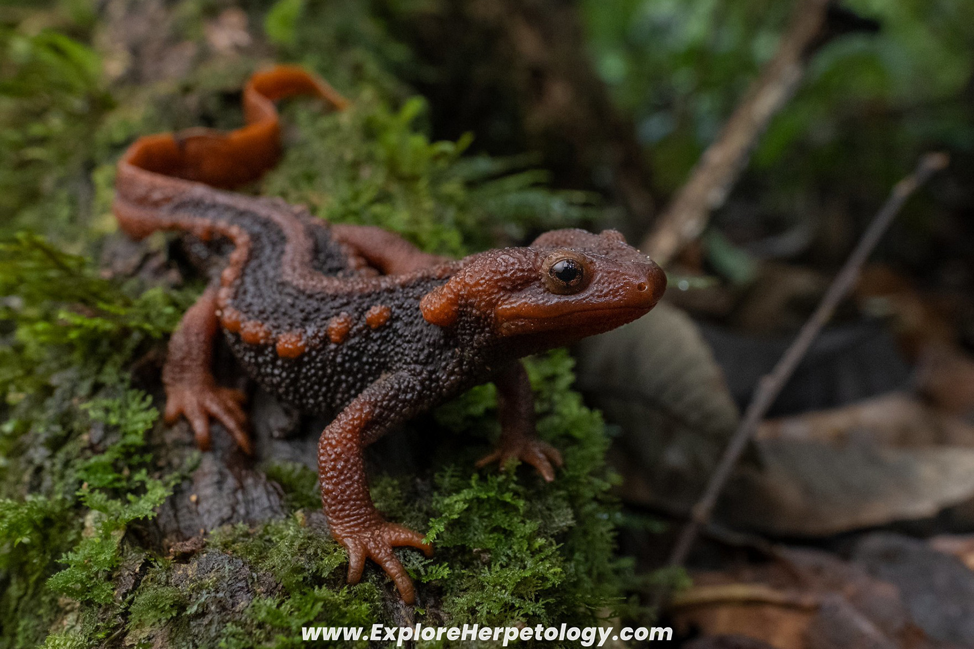 Chiang Mai crocodile salamander (Tylototriton uyenoi).