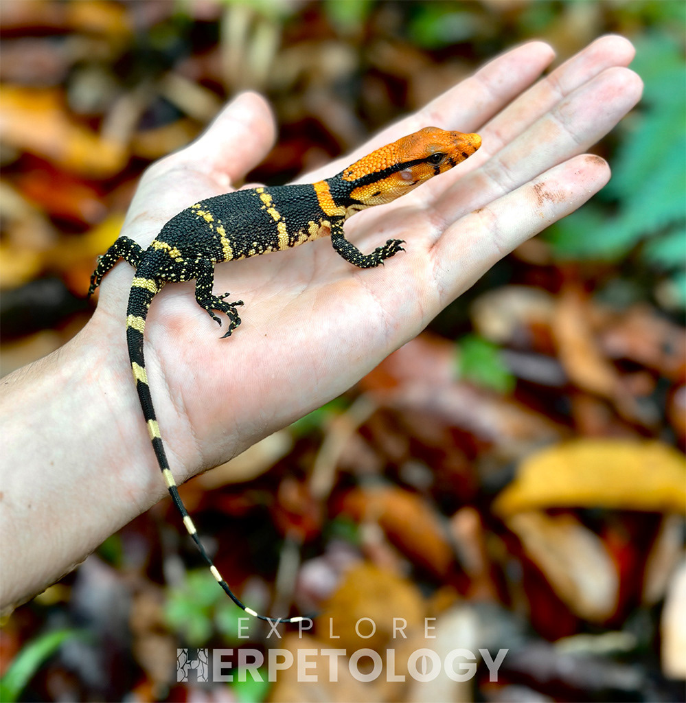 Juvenile Dumeril's monitor (Varanus dumerilii).