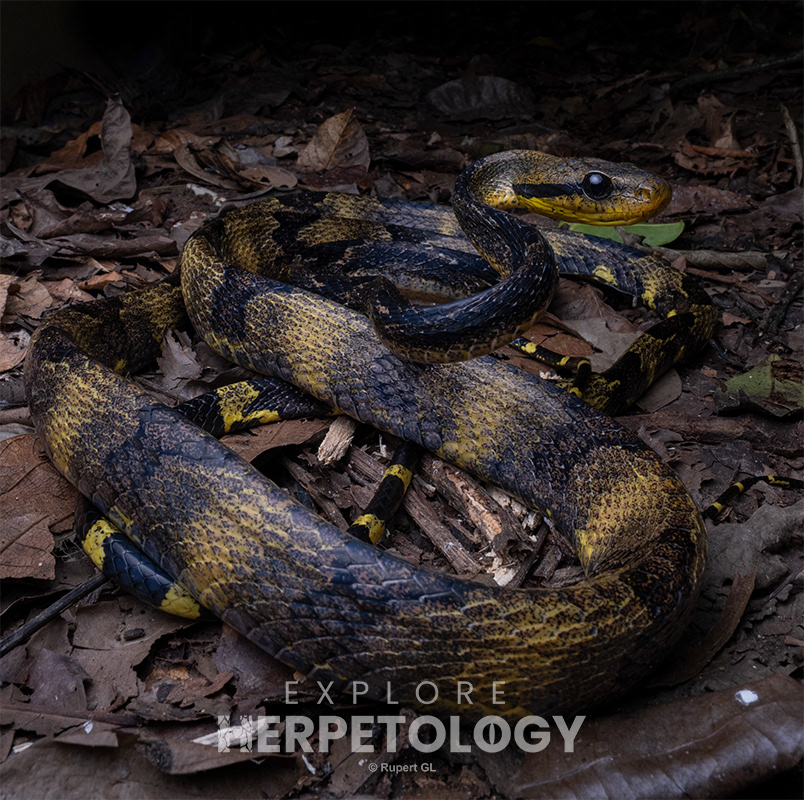 Dog-toothed cat snake (Boiga cynodon).
