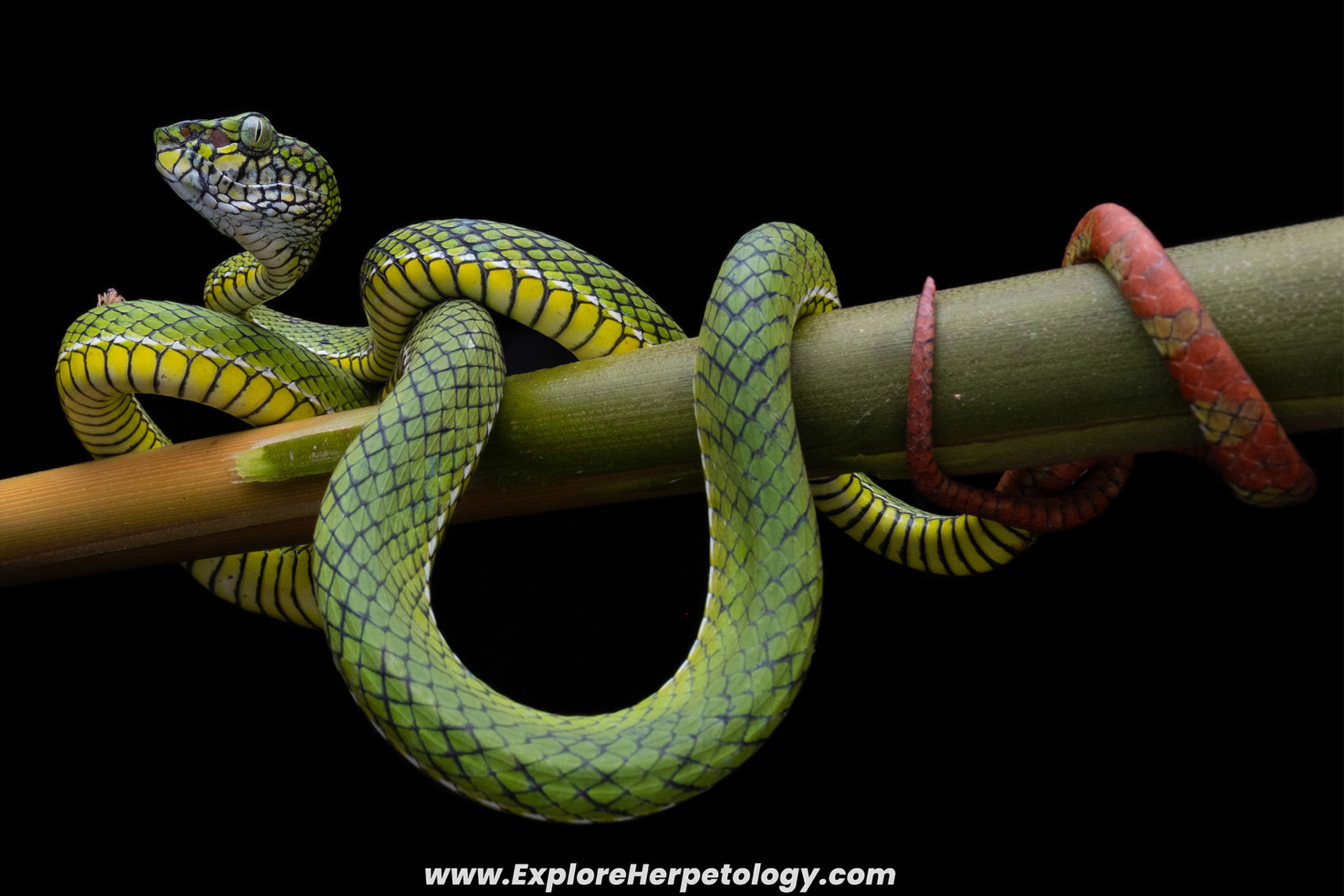 Adult male Nias pit viper (Trimeresurus calamitas).