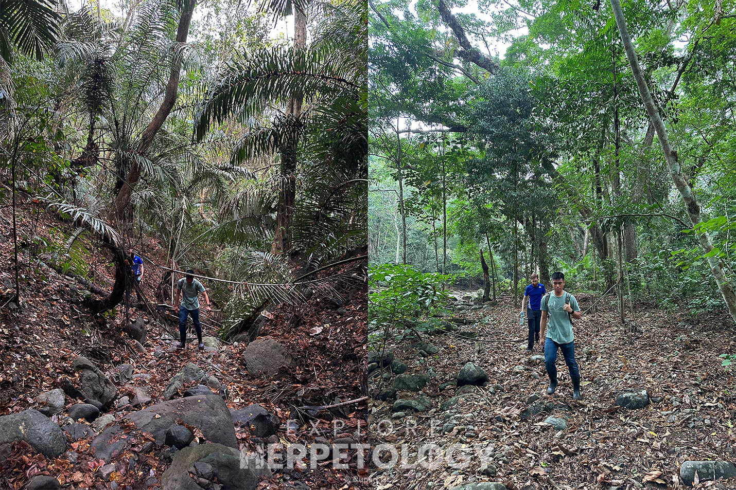 Habitat in Pasonanca Natural Park.