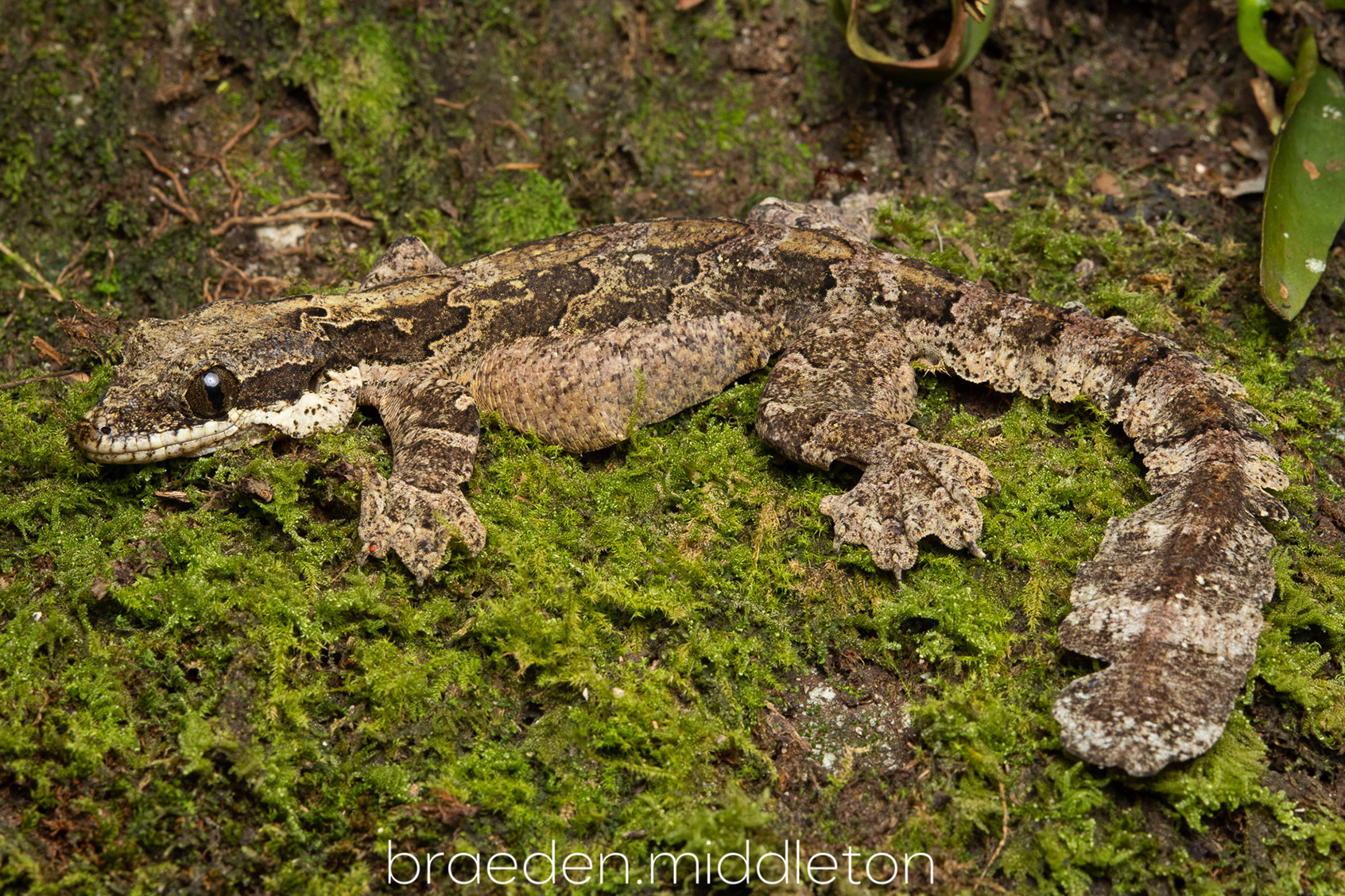Kuhl's gliding gecko (Gekko kuhli).
