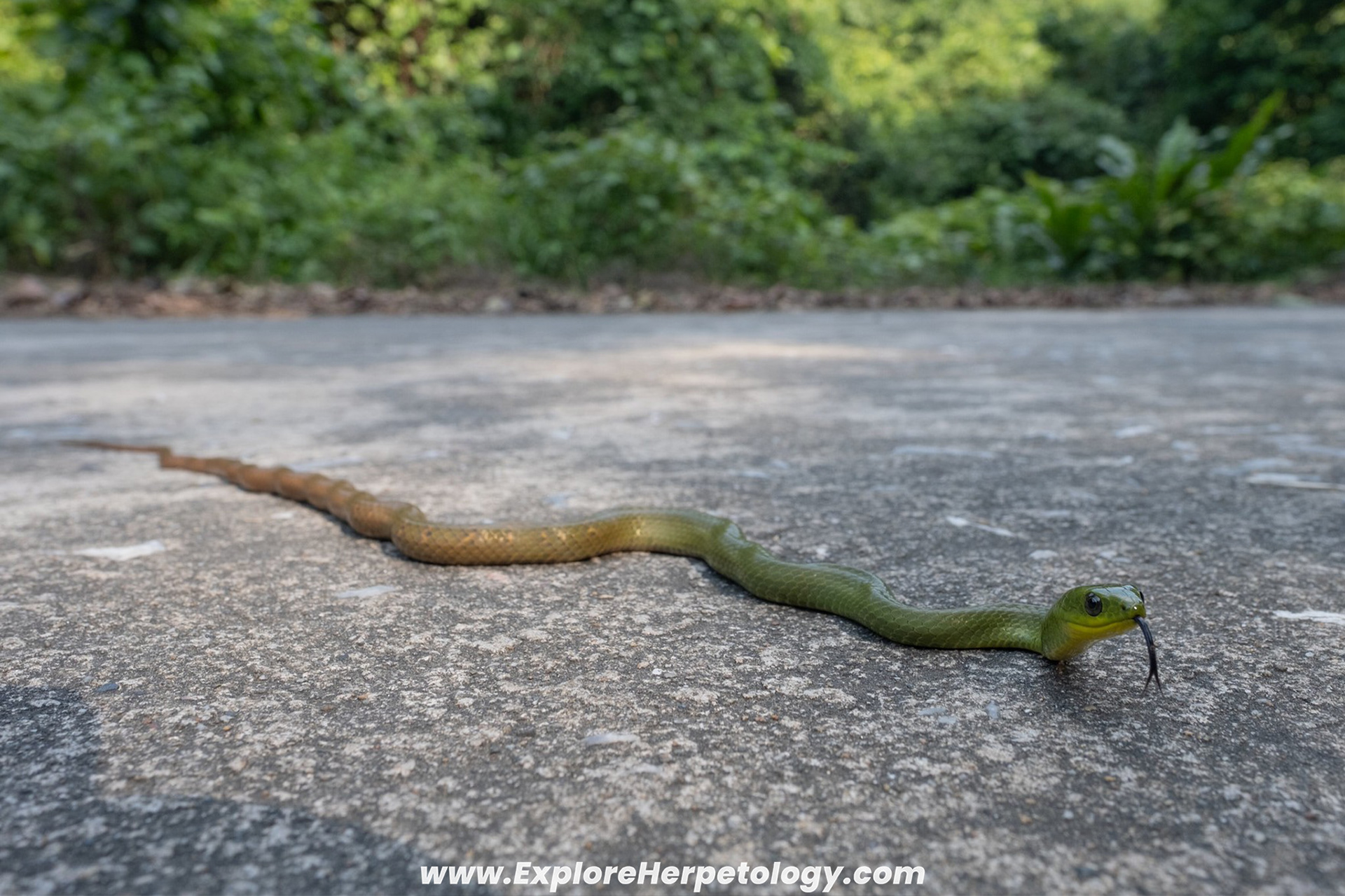 Many-banded green snake (Ptyas multicinctus).