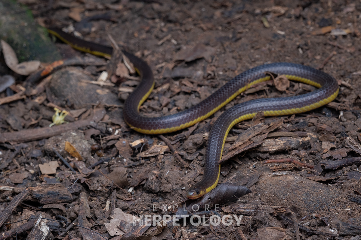 Variable reed snake (Calamaria lumbricoidea), the first snake seen on this expedition.