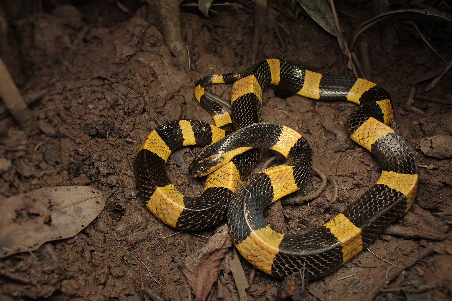Banded krait (Bungarus fasciatus)