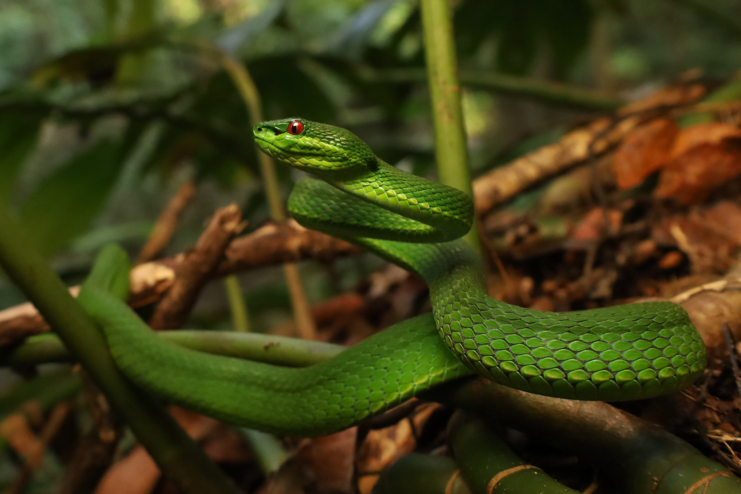 Guo's pit viper (Trimeresurus guoi).