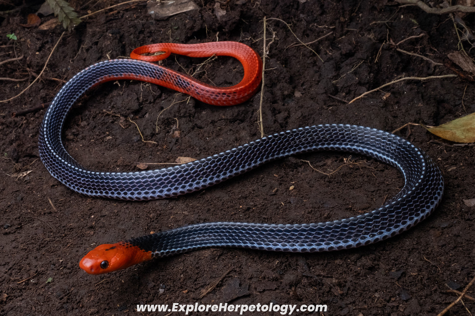 Red-headed krait (Bungarus flaviceps).