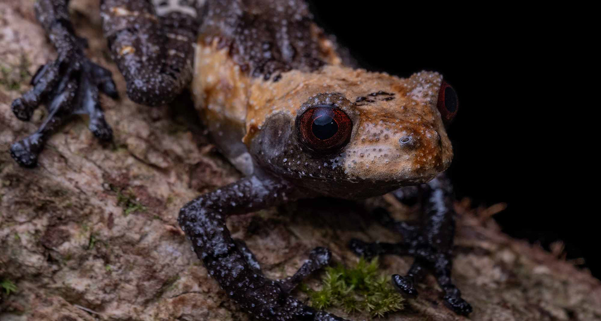 Pied warty frog (Theloderma asperum).