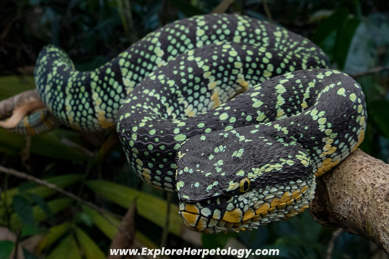 Wagler's pit viper (Tropidolaemus wagleri).