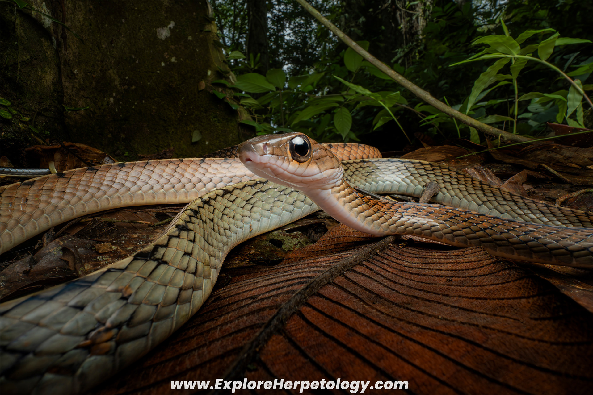White-bellied ratsnake (Ptyas fusca).