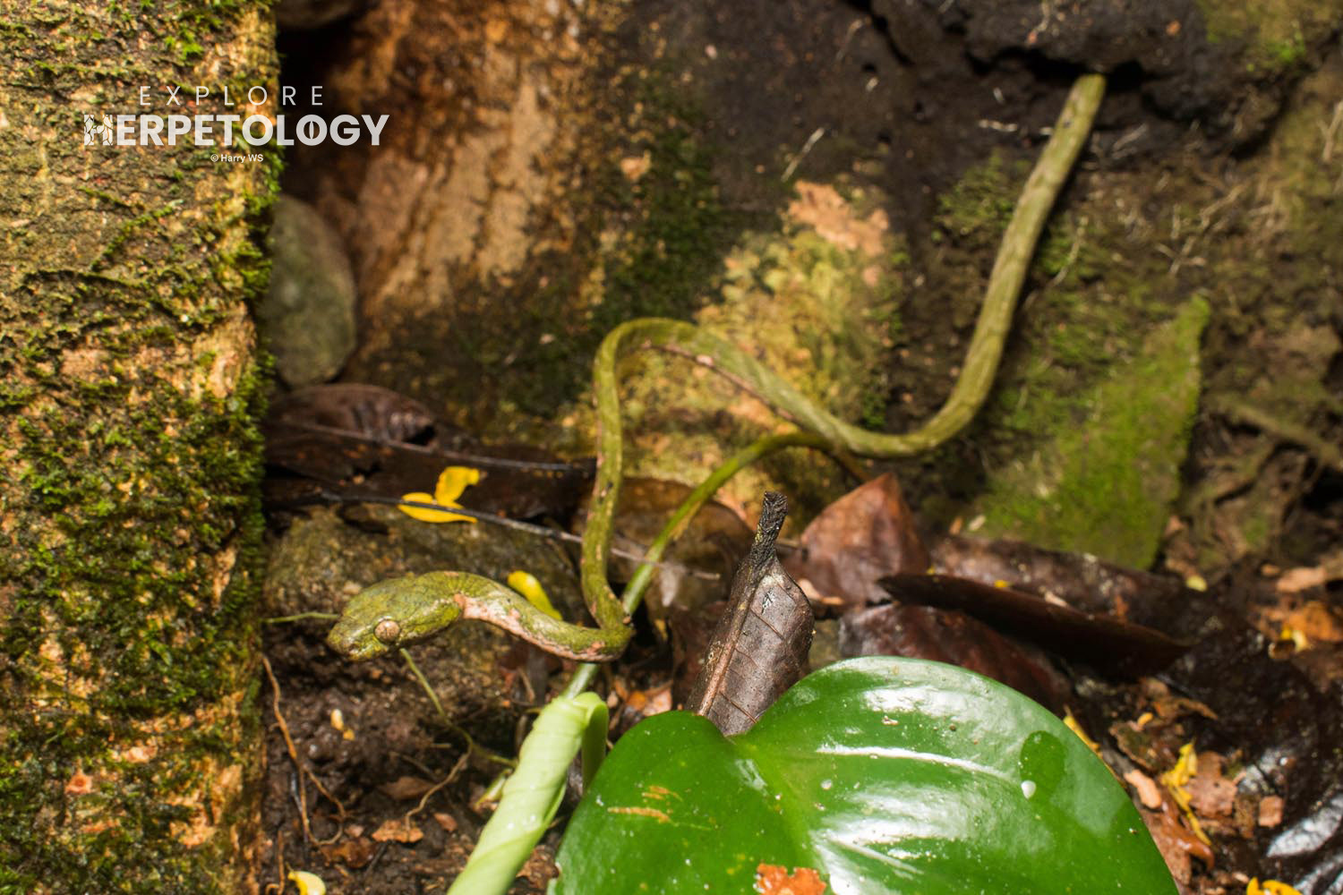 Bengkulu cat snake (Boiga bengkuluensis) 'laying eggs' in a termite nest