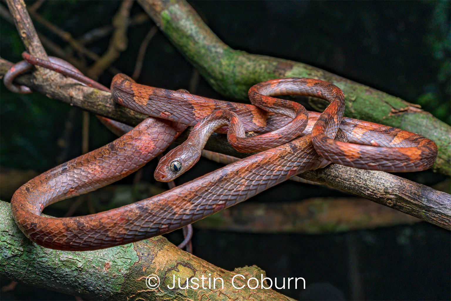 White-spotted cat snake (Boiga drapiezii).