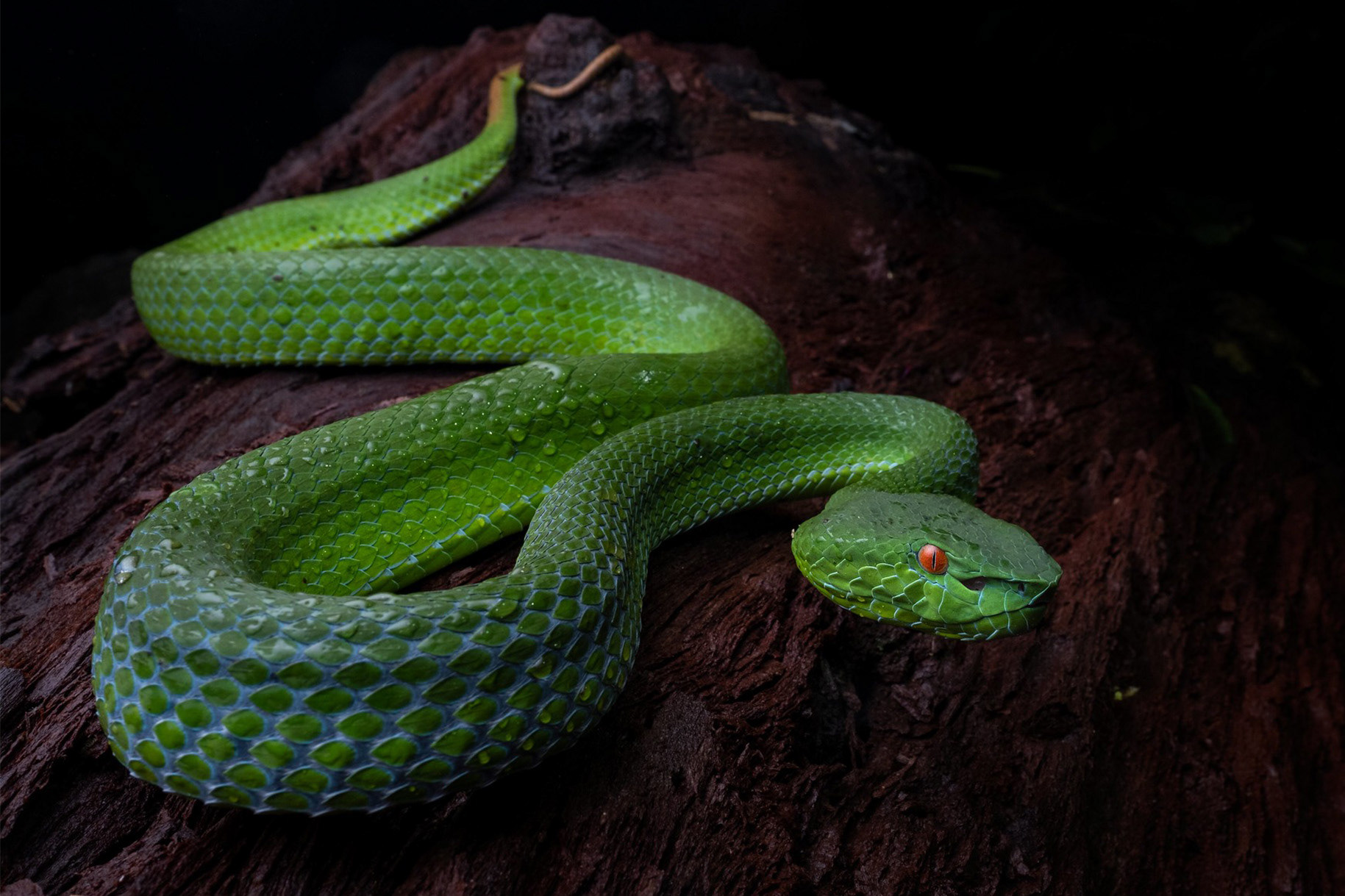 Sabah pit viper (Trimeresurus sabahi).