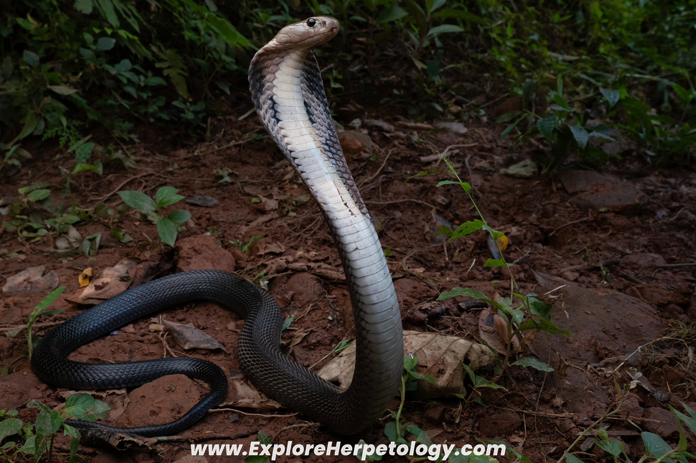 Brown-banded mountain cobra (Naja fuxi).
