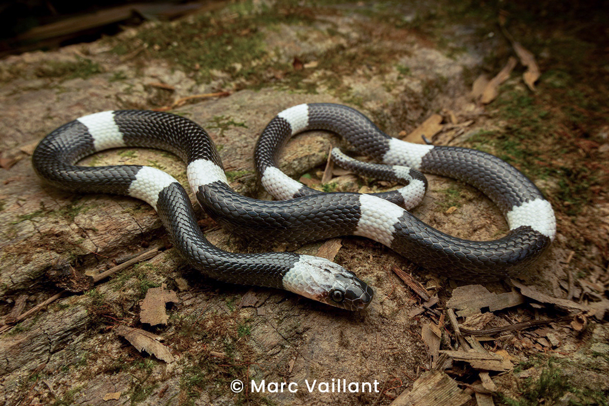 Malayan banded wolf snake (Lycodon subcinctus).