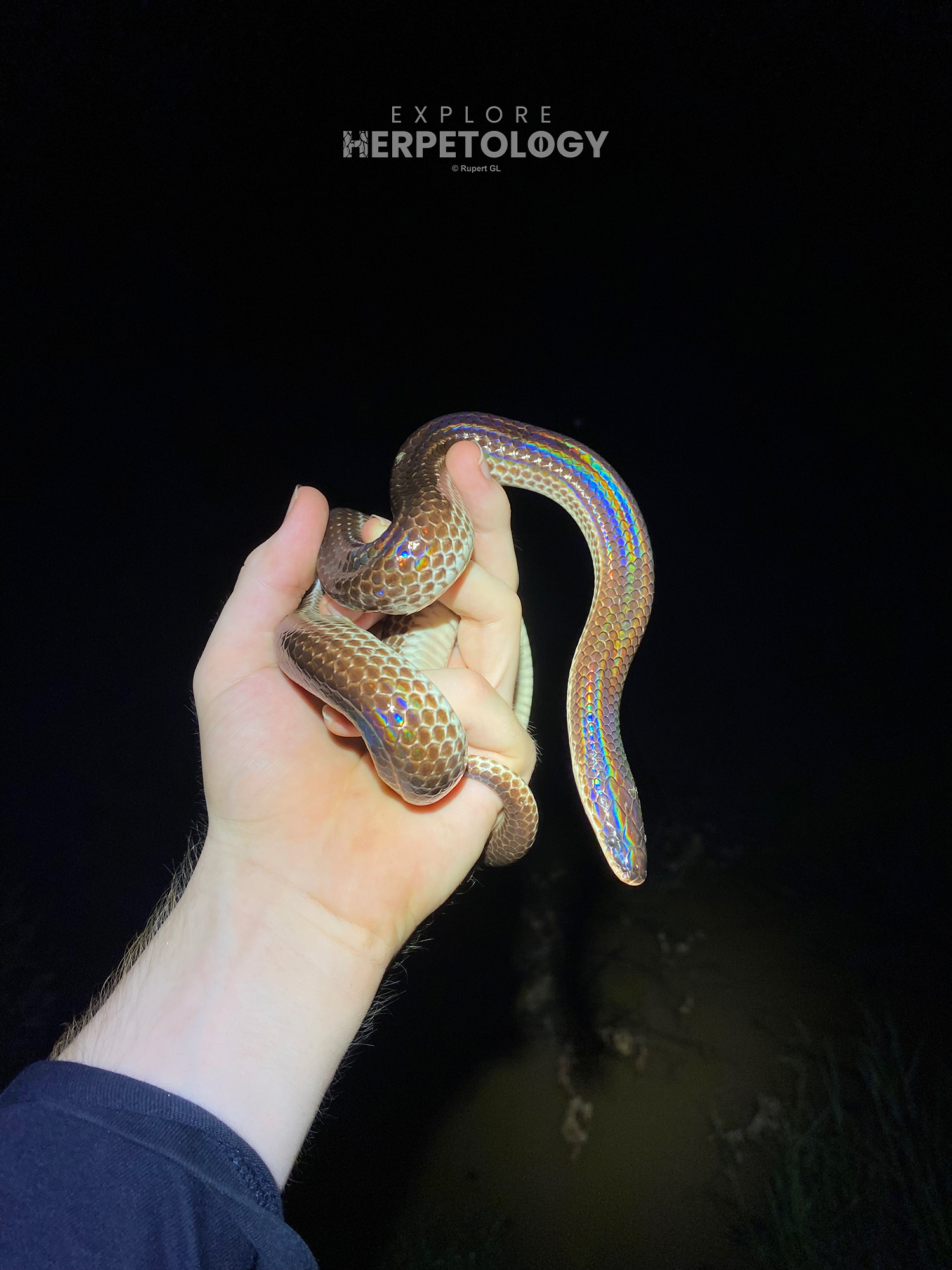 Sunbeam snake (Xenopeltis unicolor).