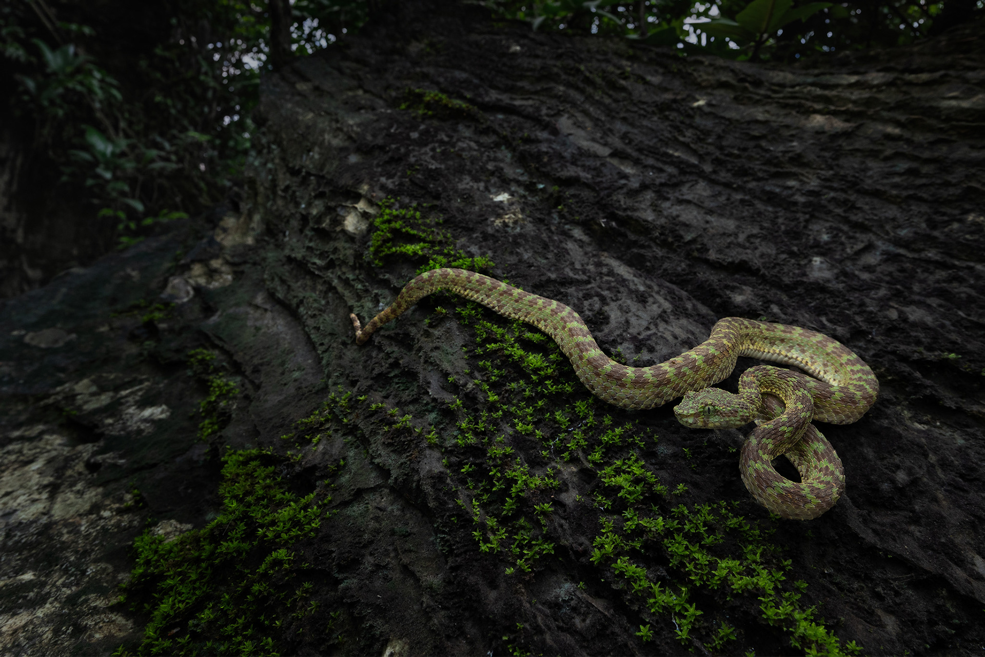 Limestone eyelash pit viper (Trimeresurus ciliaris)