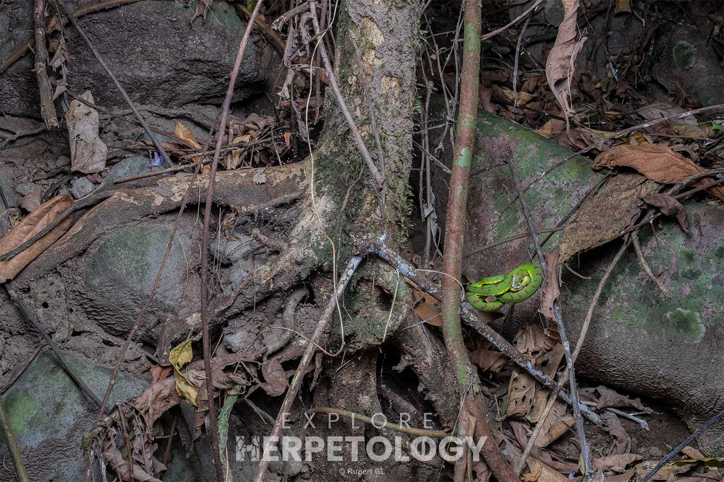 Philippine pit viper (Trimeresurus flavomaculatus)