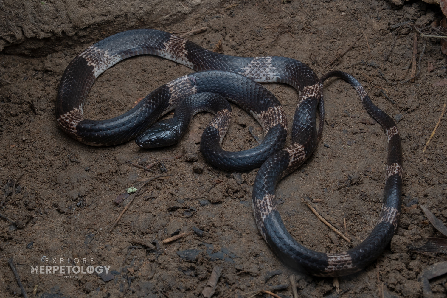Cardamom Mountains wolf snake (Lycodon cardamomensis).