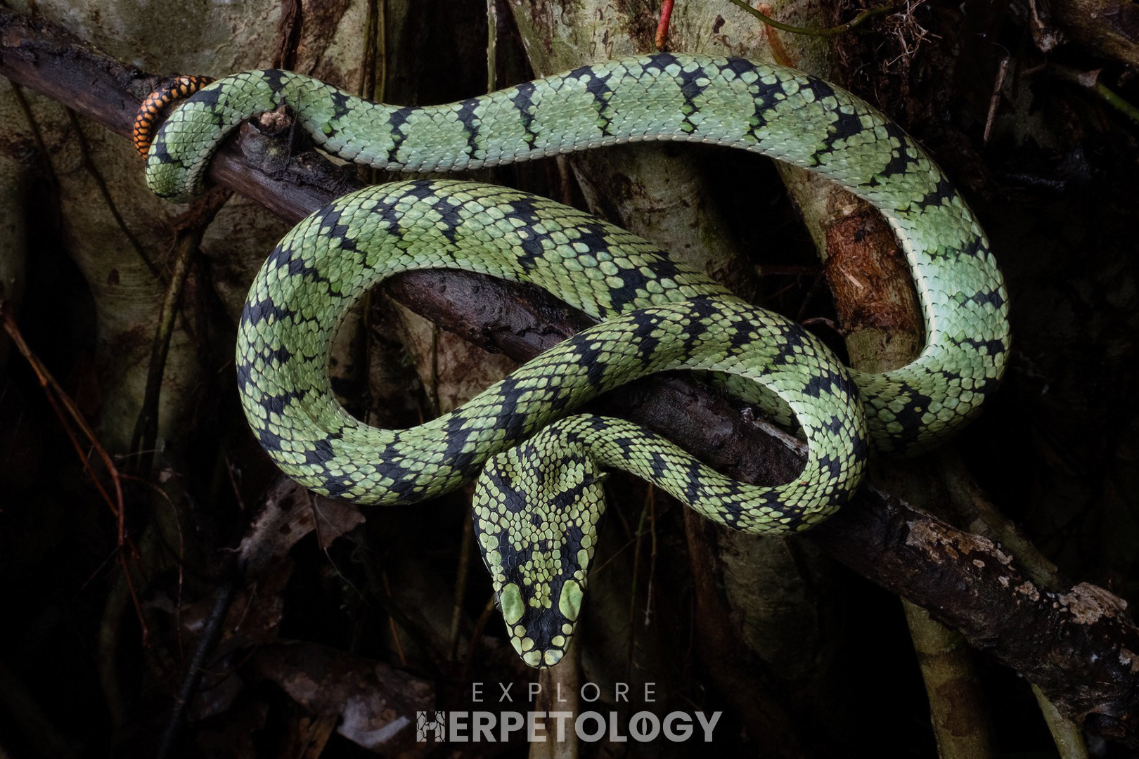 Trimeresurus sumatranus