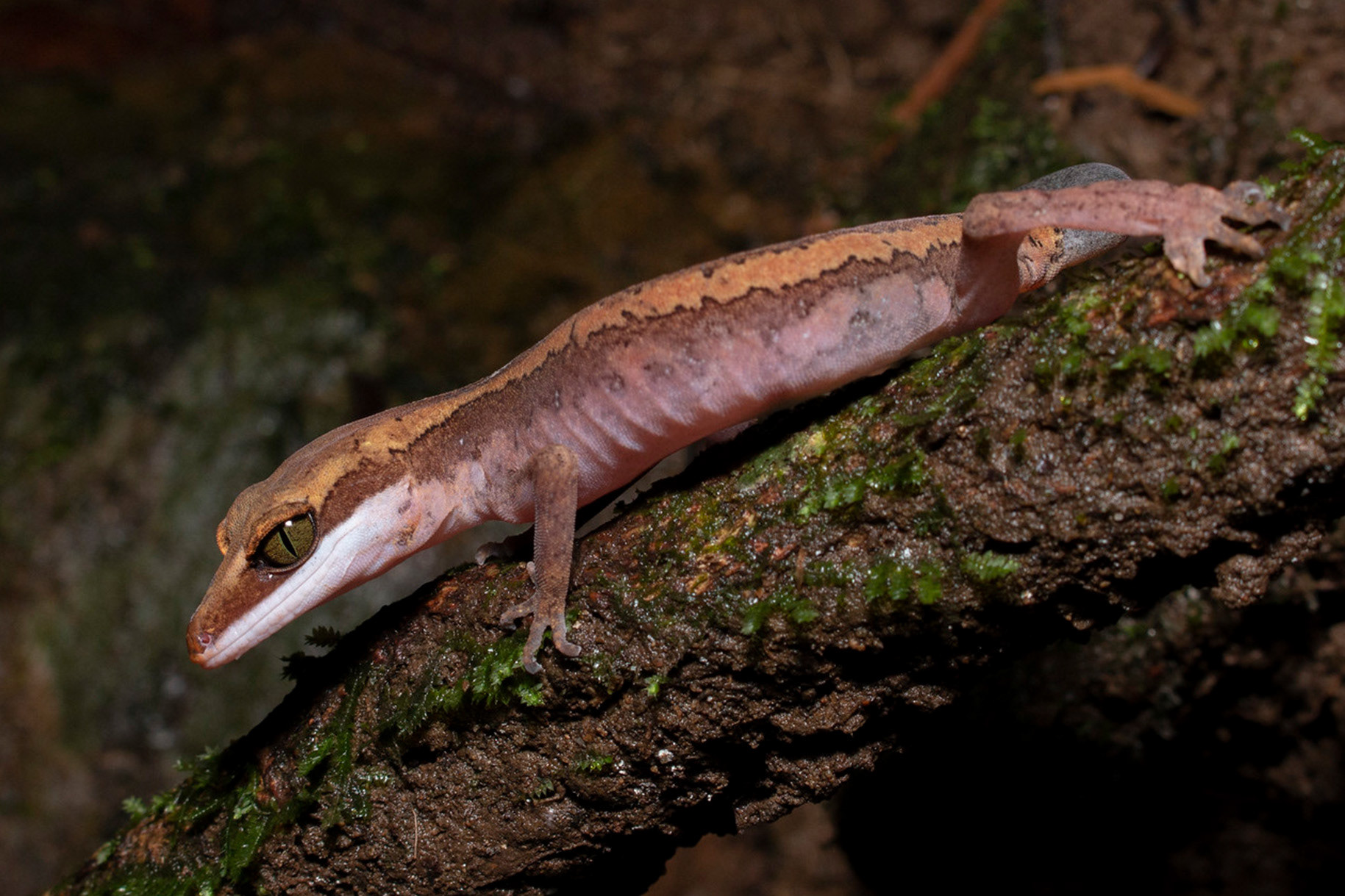 Cat gecko (Aleuroscalabotes felinus).