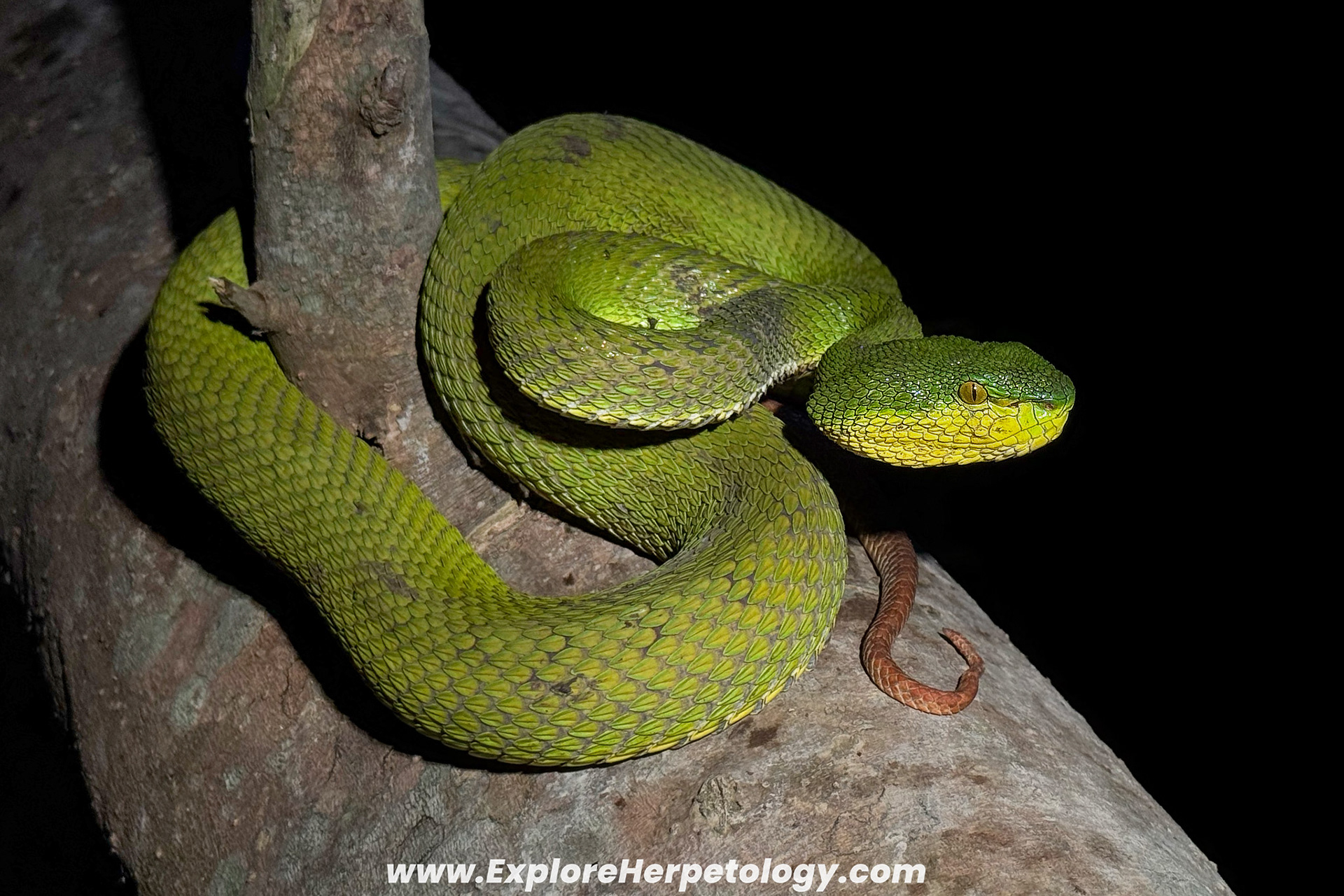 A pure green mangrove pit viper (Trimeresurus purpureomaculatus).