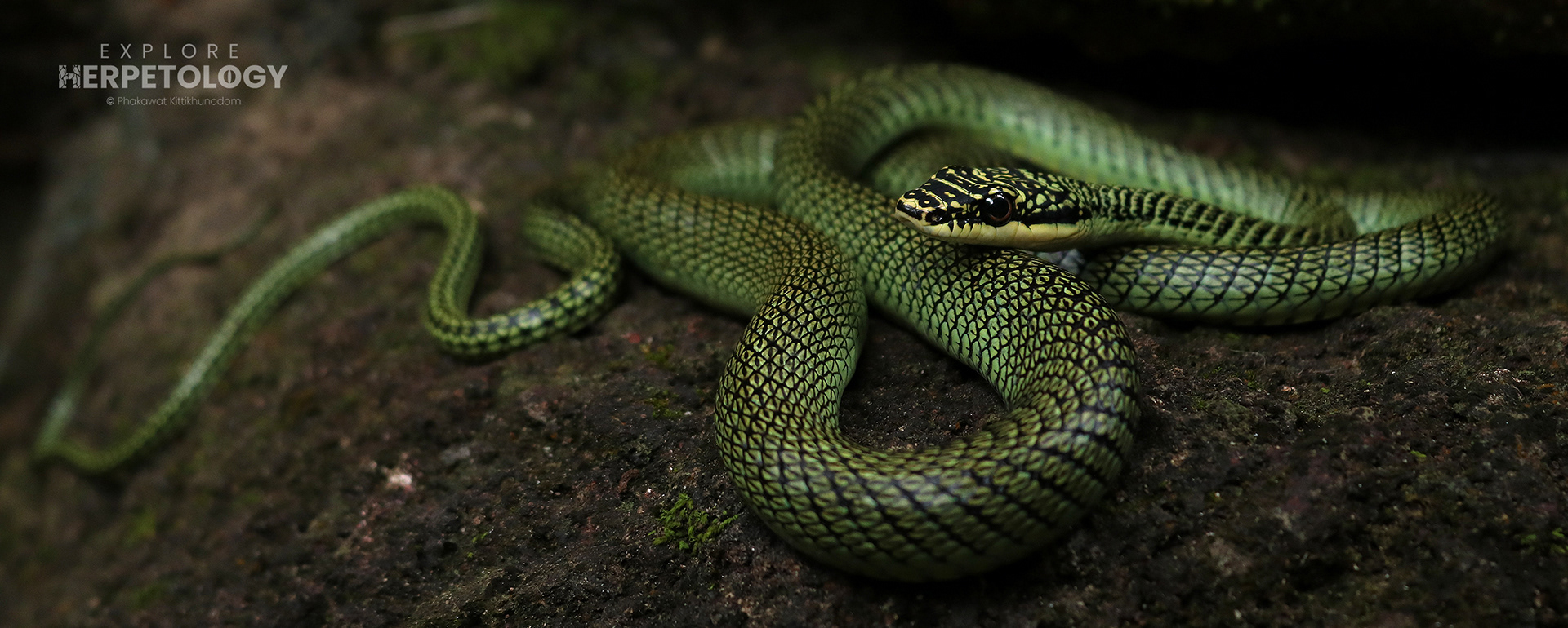 Ornate Flying Snake (Chrysopelea ornata)