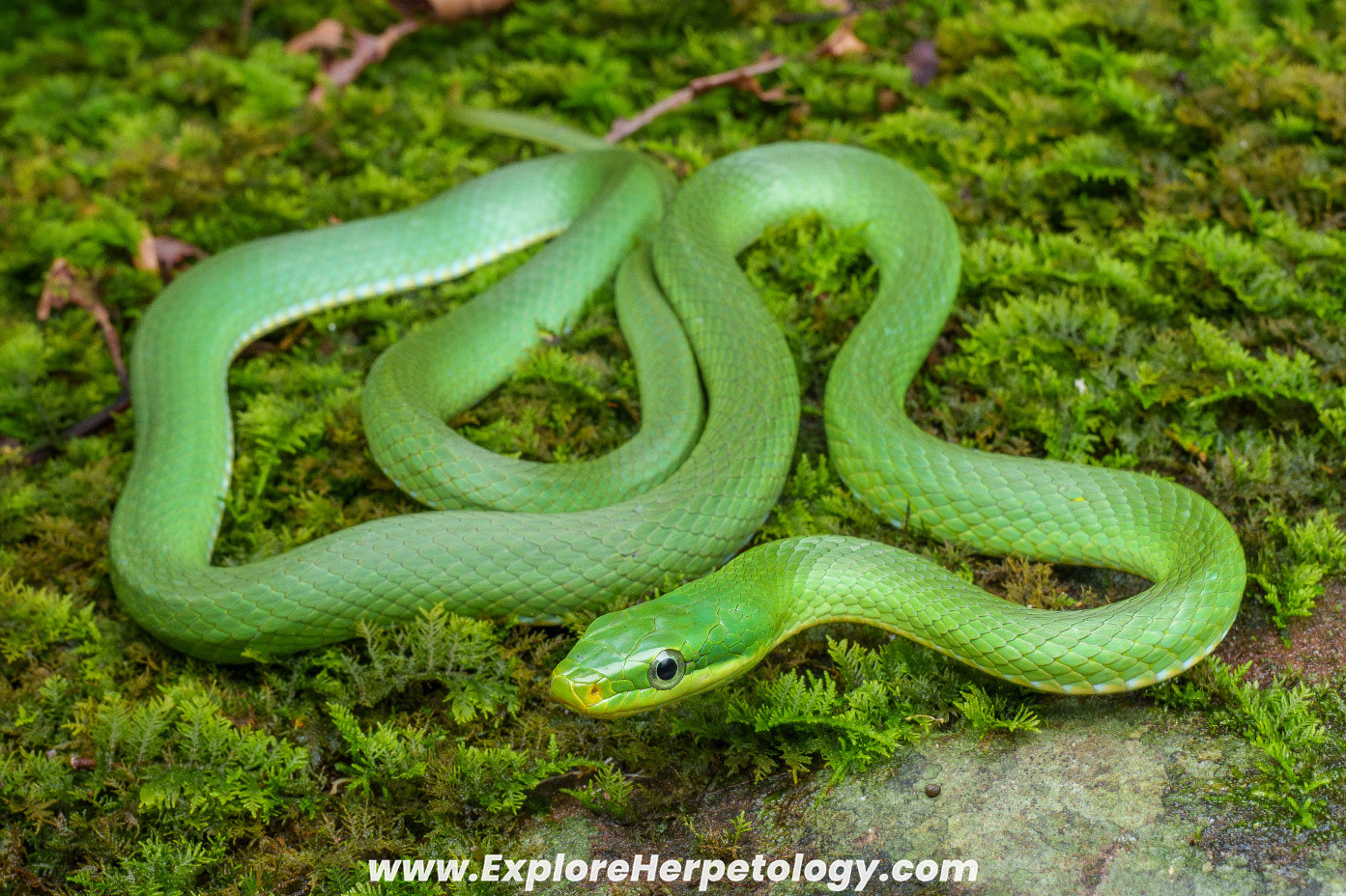 Blue-eyed bamboo ratsnake (Gonyosoma coeruleum).