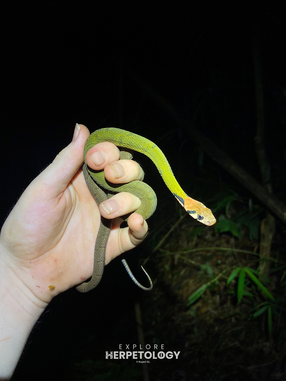 Rhabdophis nigrocinctus
