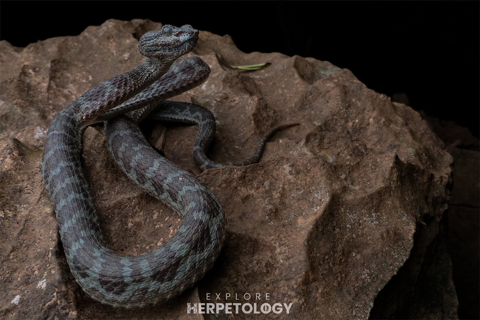 Truong Son pit viper (Trimeresurus truongsonensis)