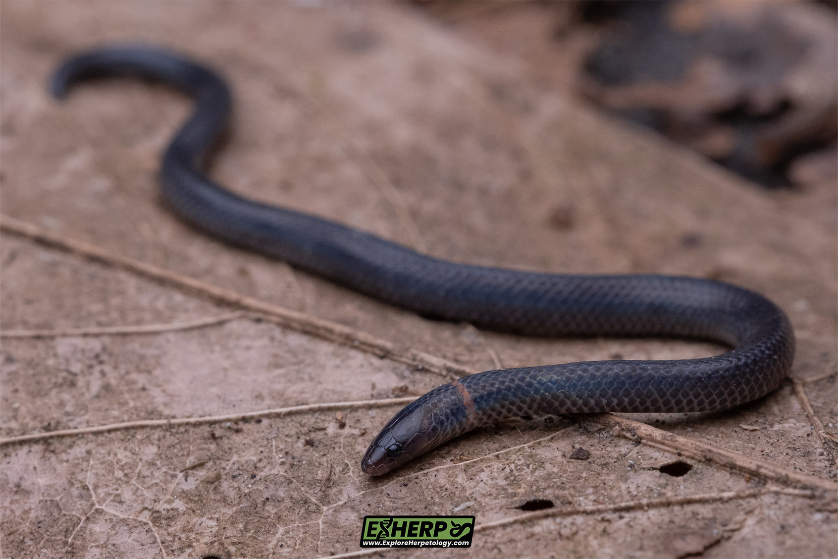 Pseudorabdion cf. longiceps.