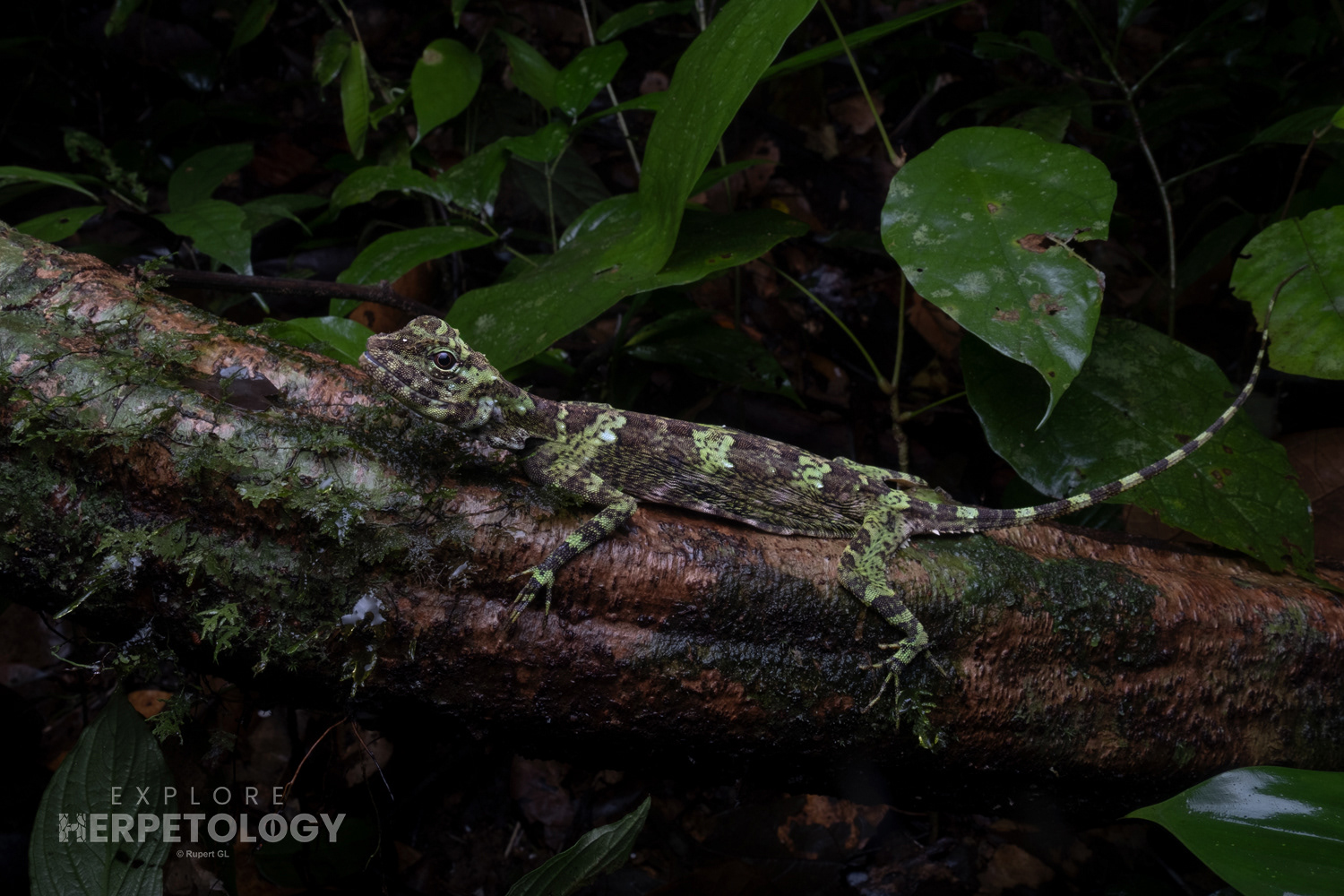 Giant flying lizard (Draco maximus)