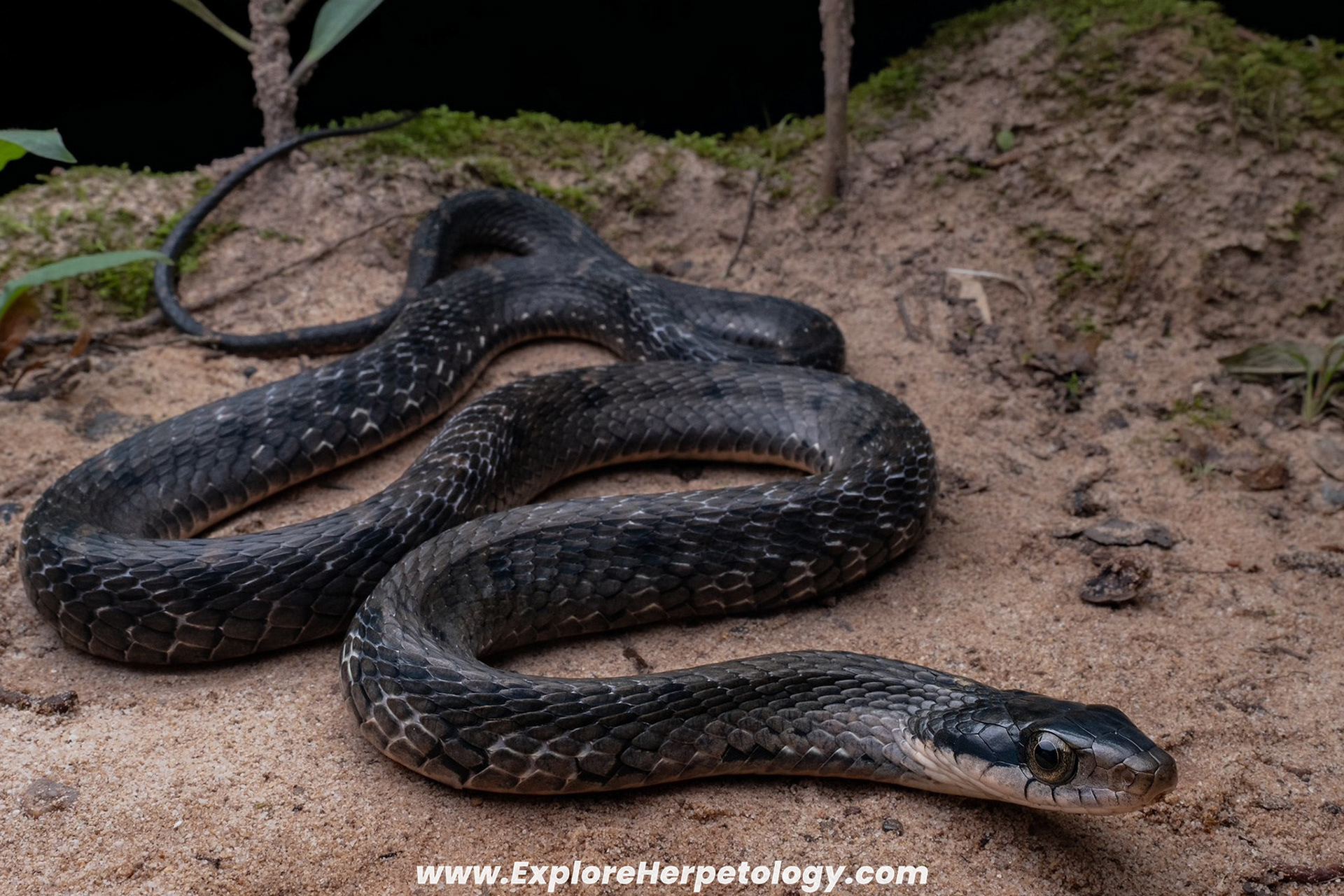 Large-eyed false cobra (Pseudoxenodon macrops).