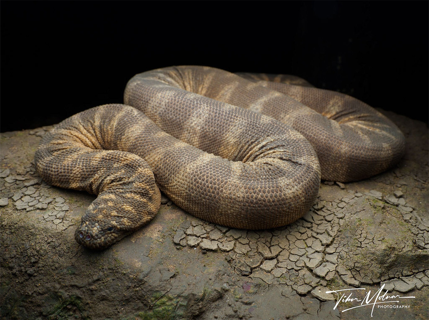 Adult marine file snake (Acrochordus granulatus).