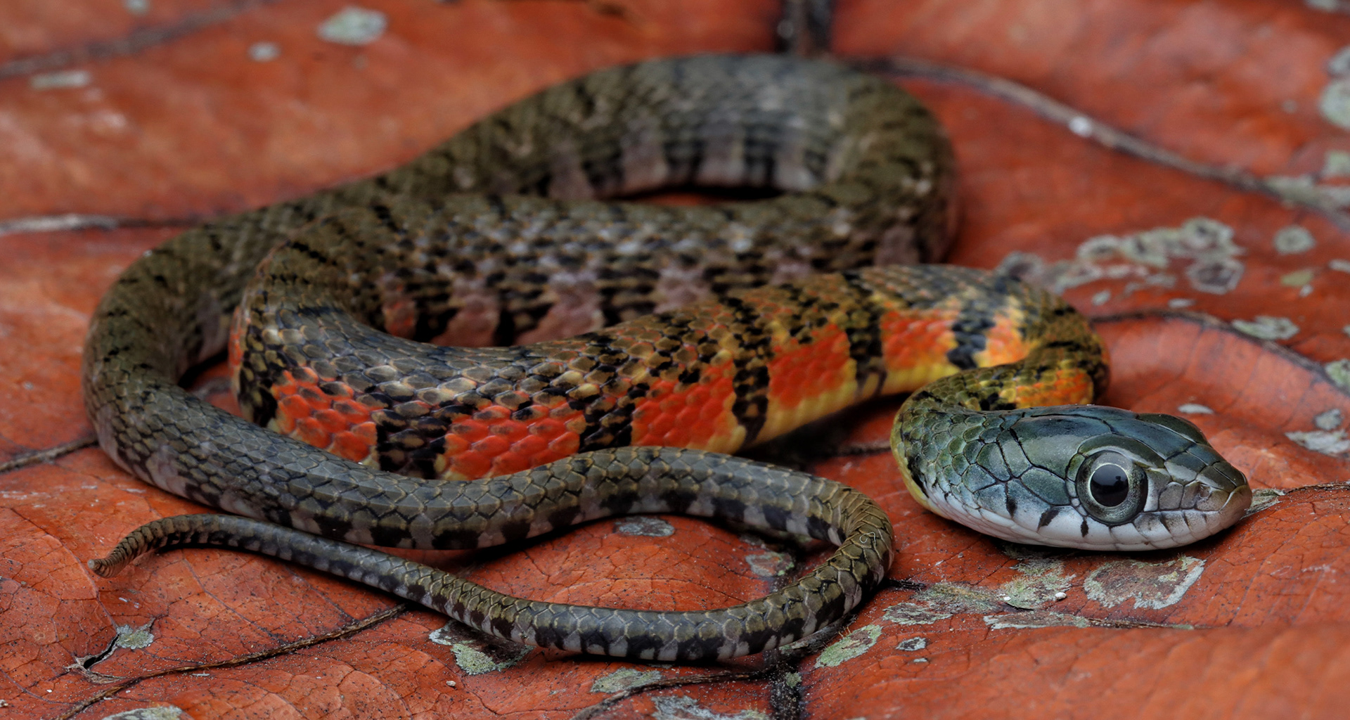 Triangle keelback (Xenochrophis trianguligerus).