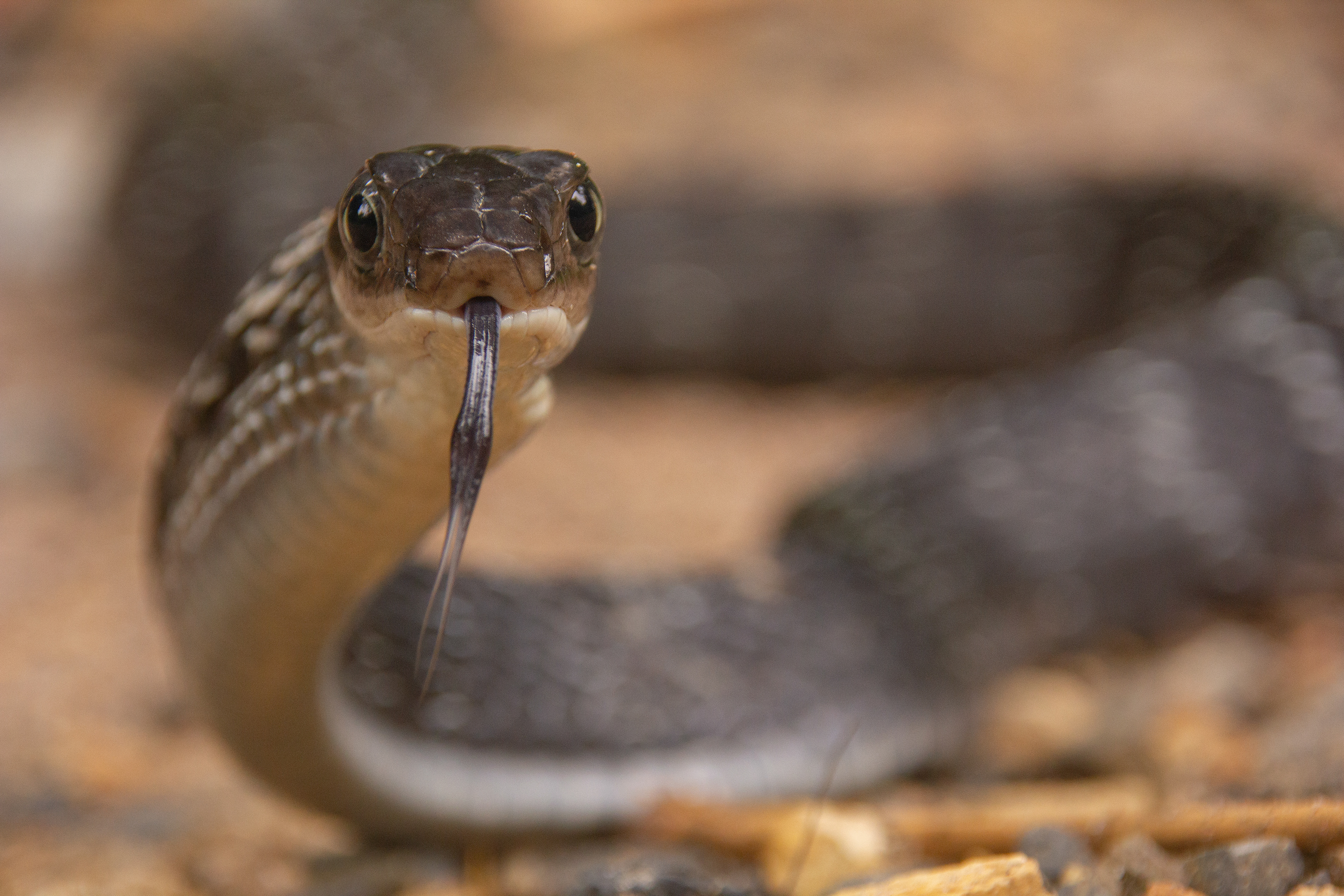 Keeled rat snake (Ptyas carinata).