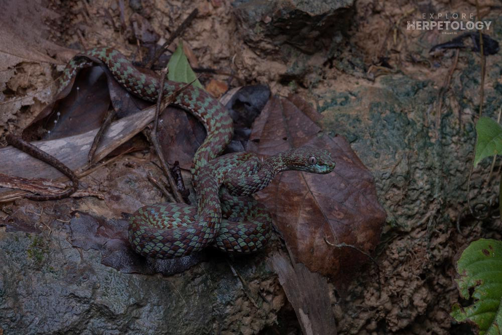 Beautiful pit viper (Trimeresurus venustus)
