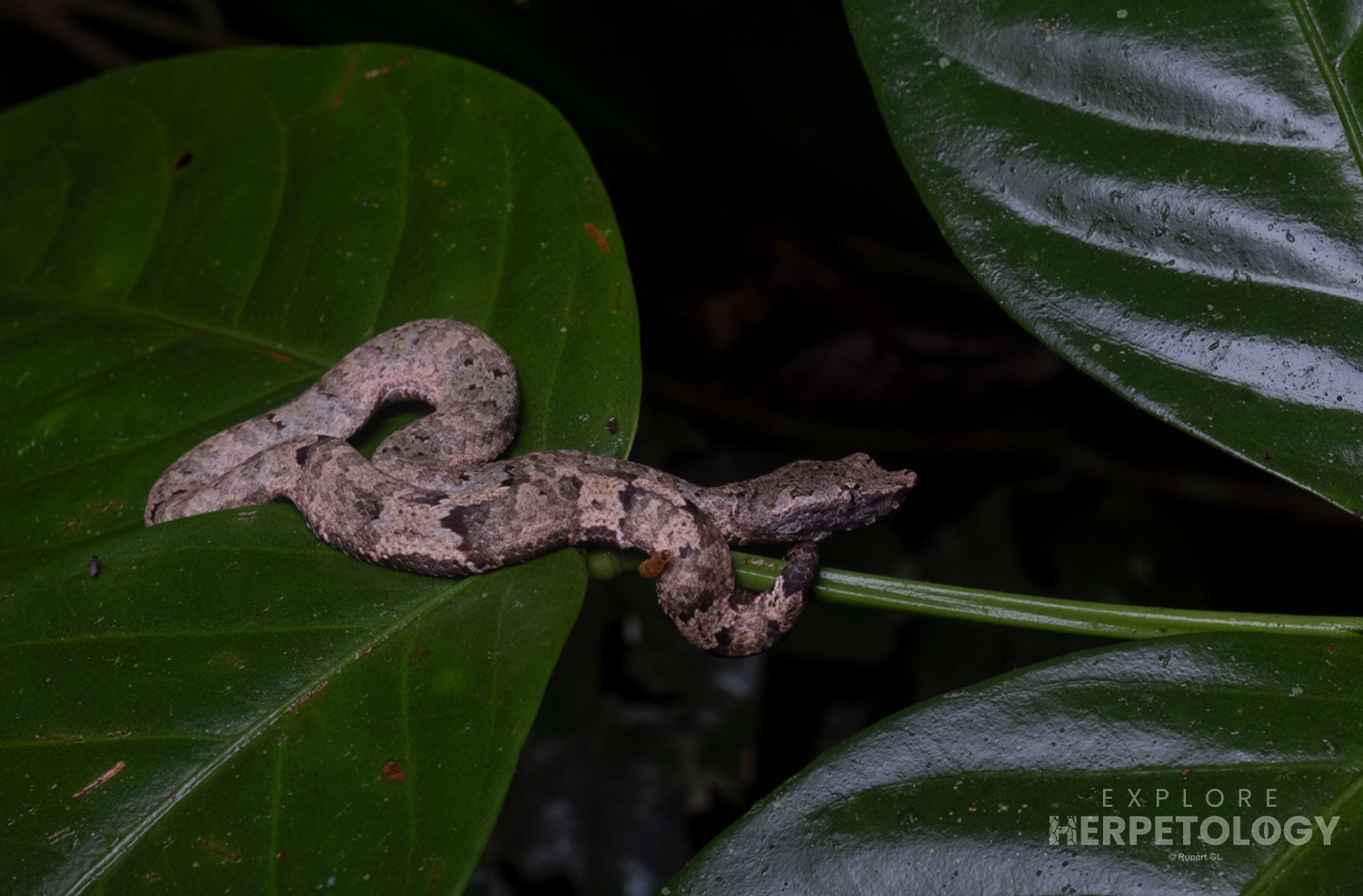Juvenile female Wirot's pit viper (Craspedocephalus wiroti).
