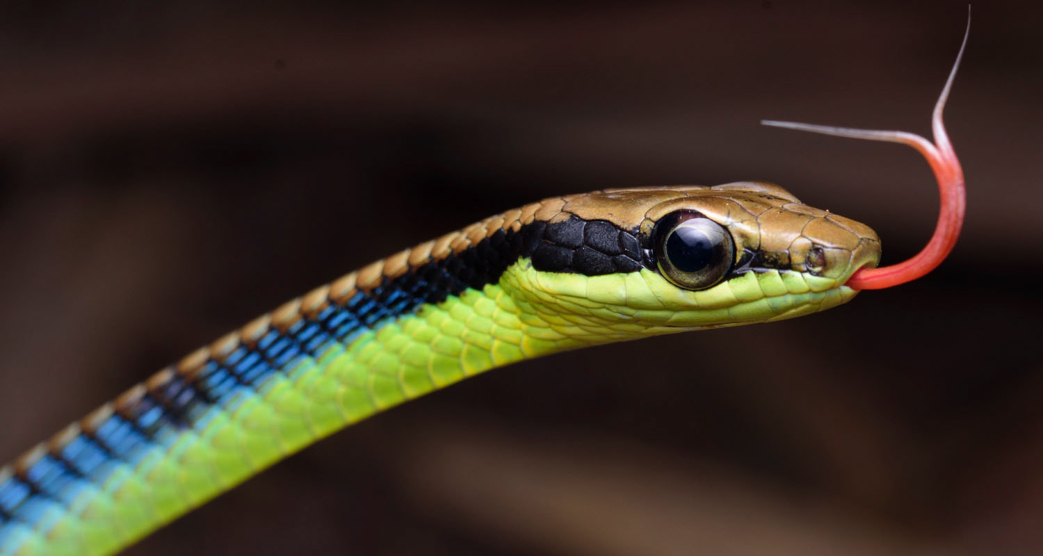 Blue bronzeback (Dendrelaphis cyanochloris).