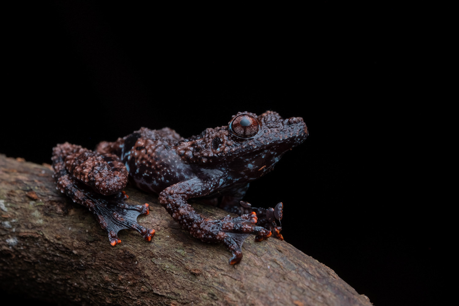 Horrible bug-eyed frog (Theloderma horridum).