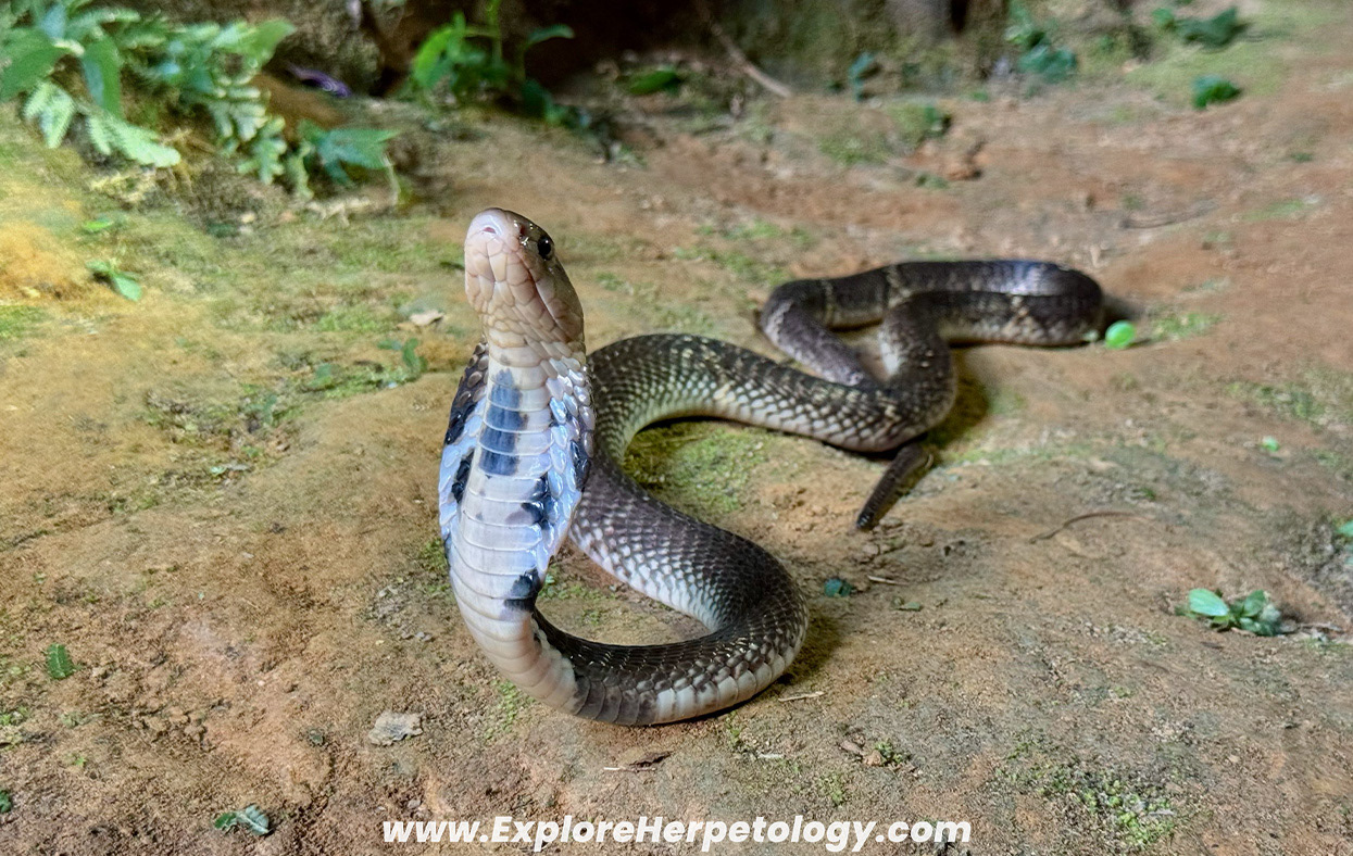 Sumatran spitting cobra (Naja sumatrana).