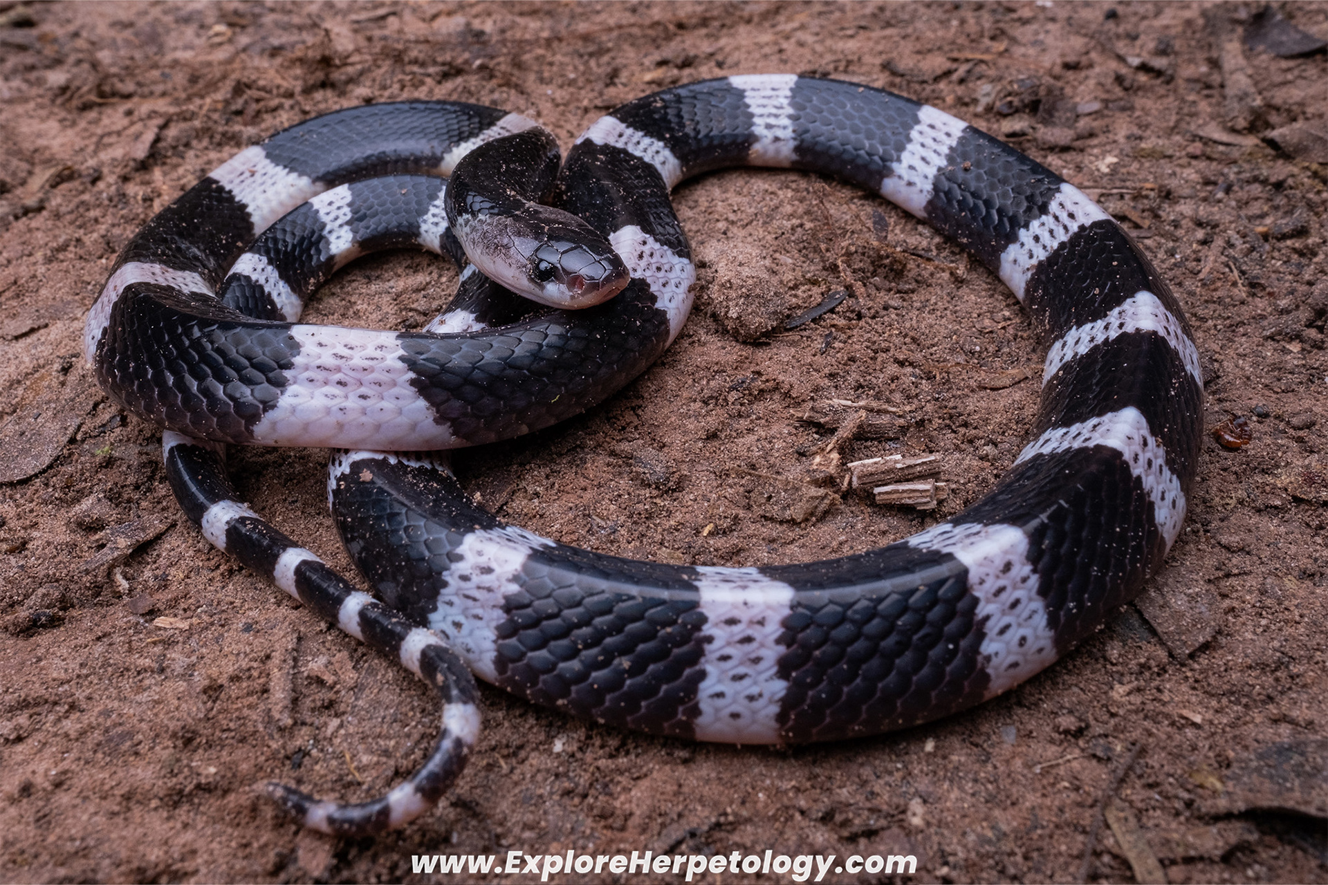 Malayan krait (Bungarus candidus).
